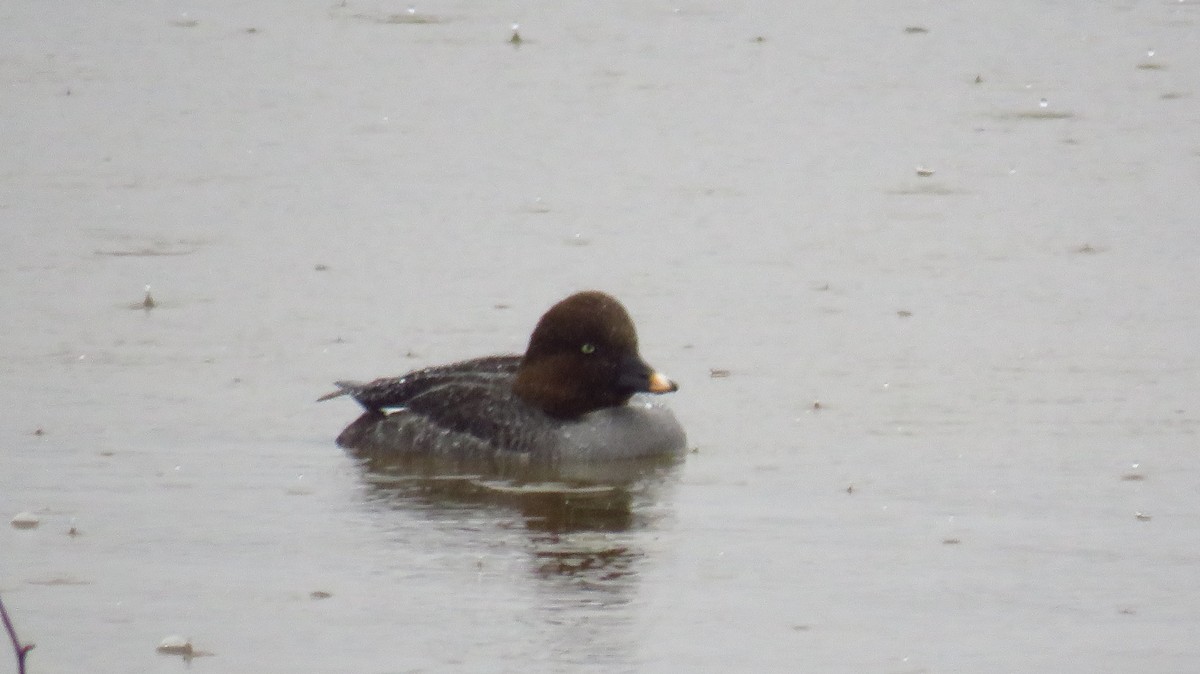 Common Goldeneye - Peter Fraser