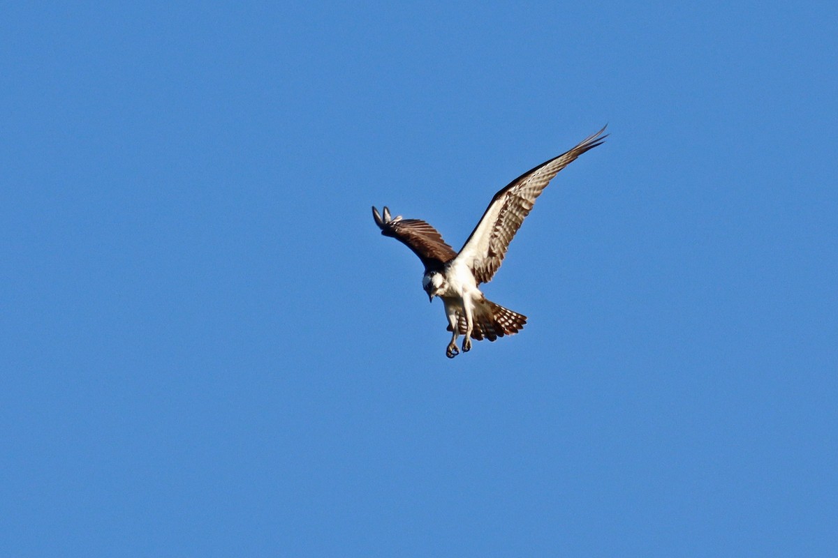 Osprey - ML616626758