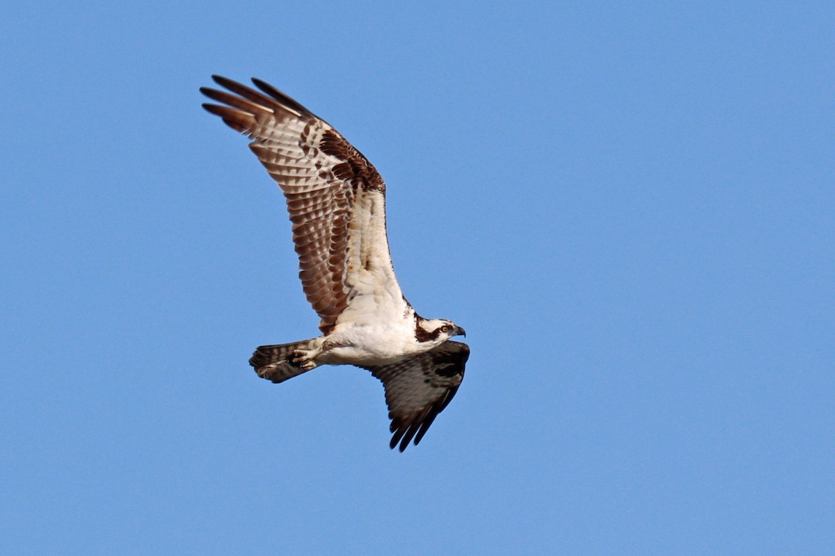 Osprey - ML616626759