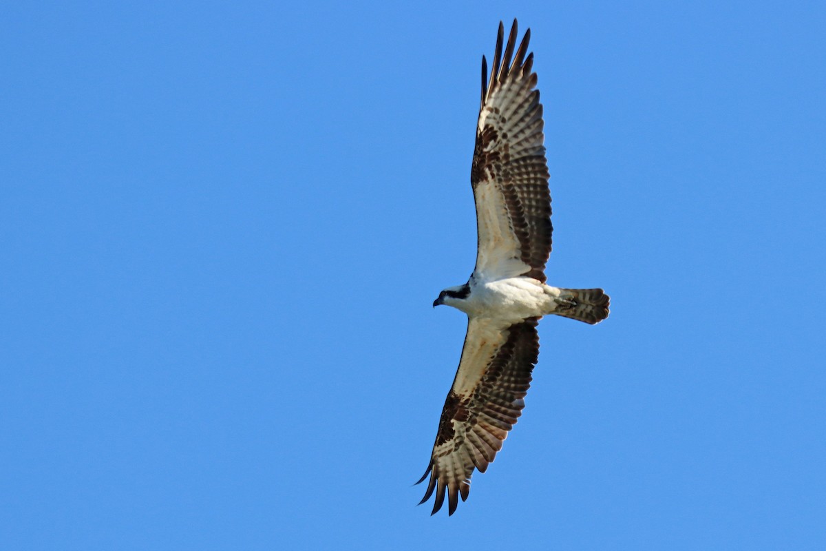 Osprey - ML616626760