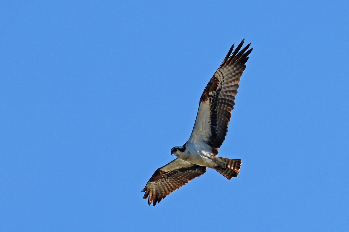 Osprey - ML616626761