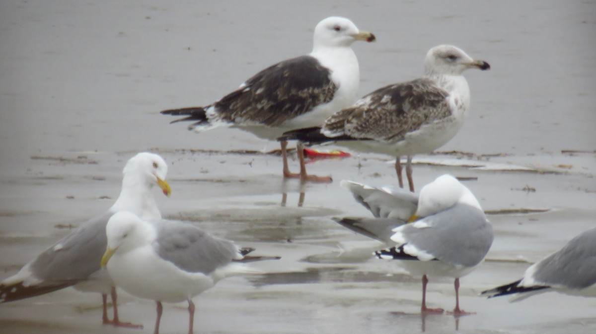 Great Black-backed Gull - ML616626766