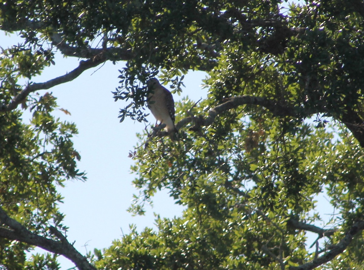 Red-shouldered Hawk - Genesis Zabrzenski