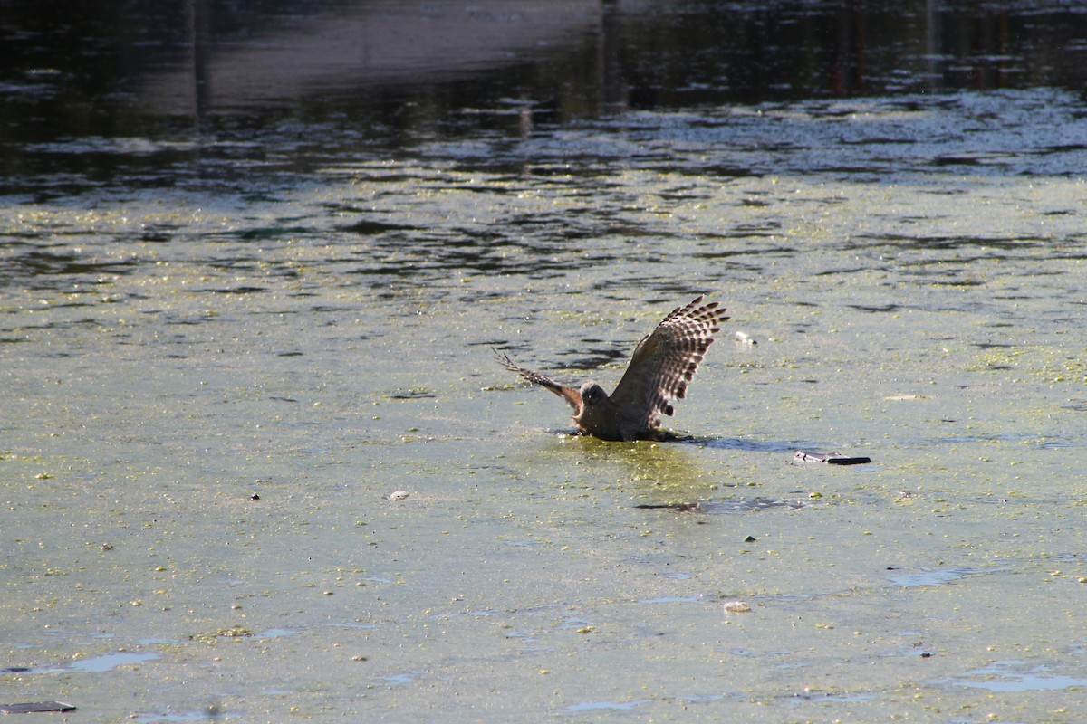 Red-shouldered Hawk - Genesis Zabrzenski