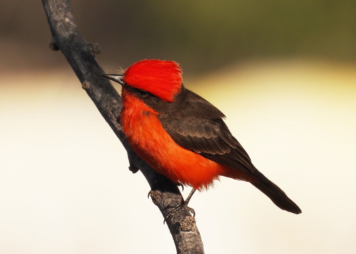 Vermilion Flycatcher - Duncan Poole