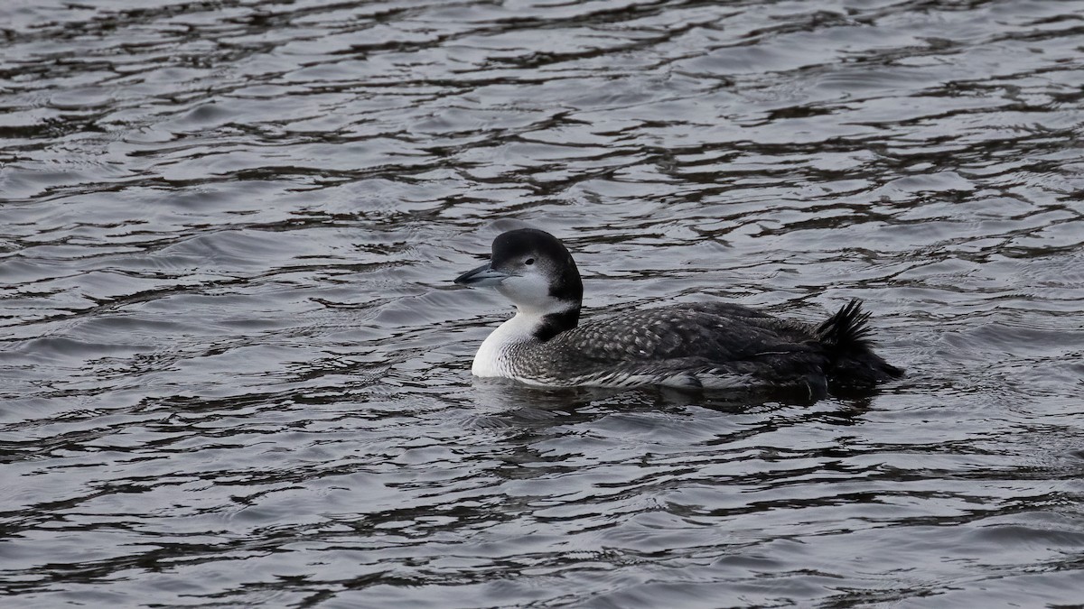 Common Loon - ML616626803