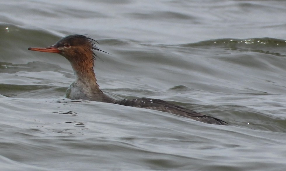 Red-breasted Merganser - ML616626821