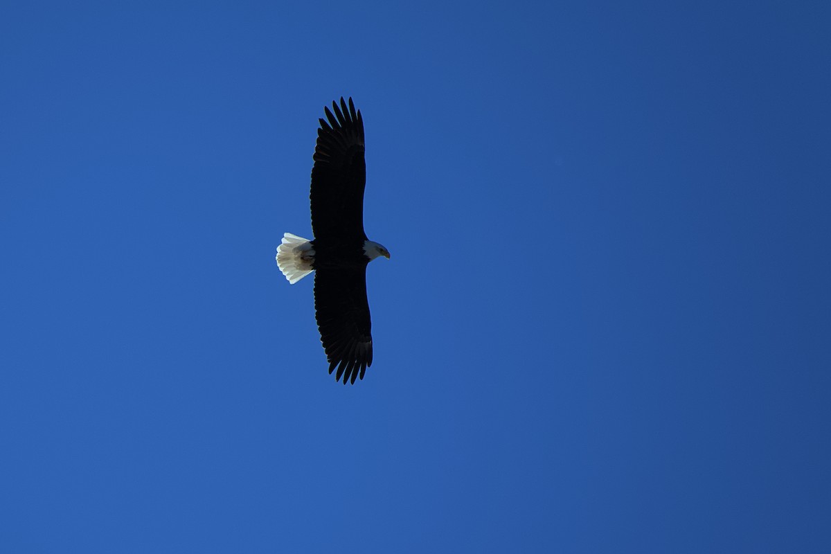 Bald Eagle - ML616626852