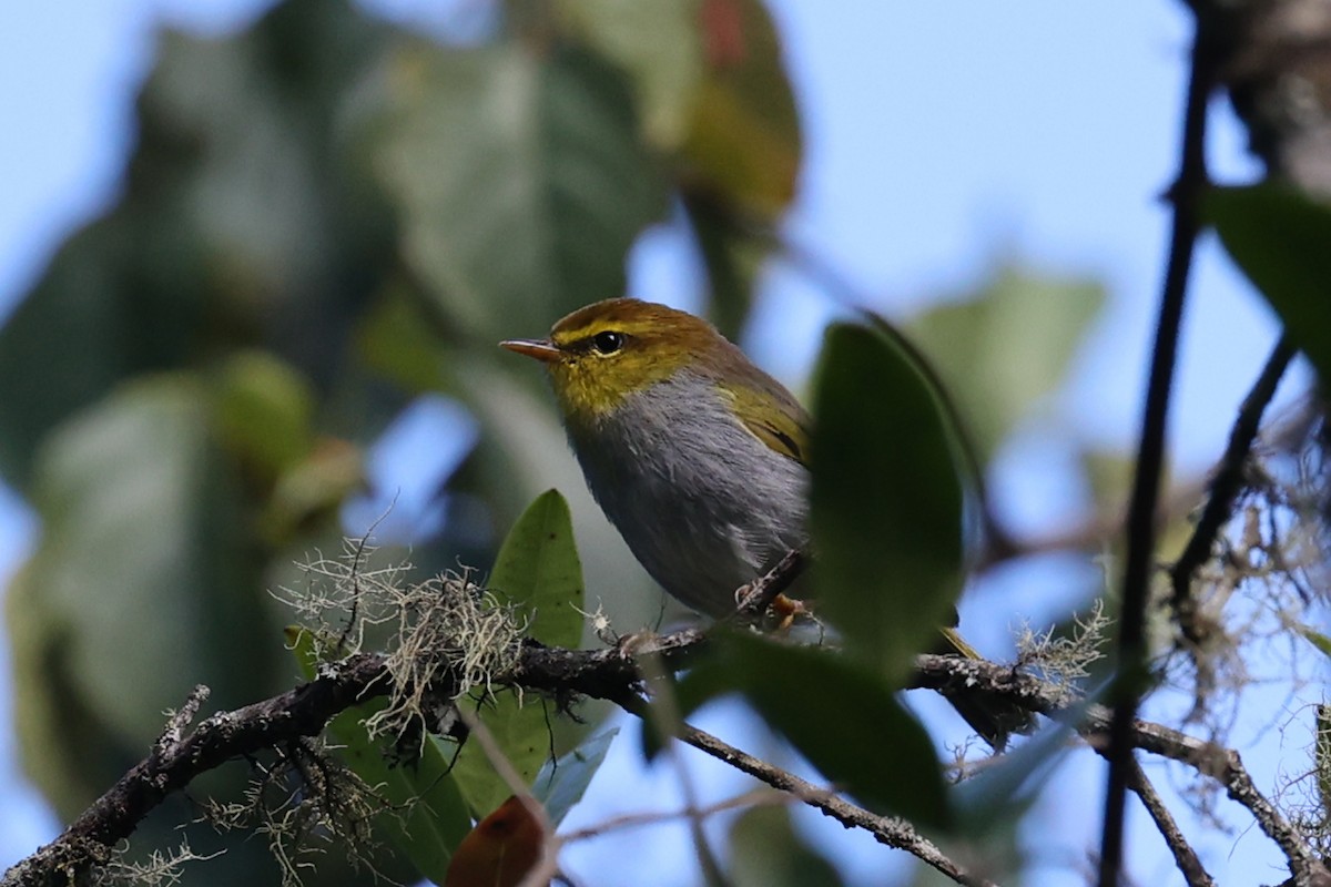 Yellow-throated Woodland-Warbler - Alan Bedford-Shaw