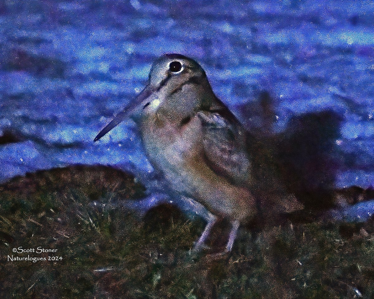 American Woodcock - ML616626875