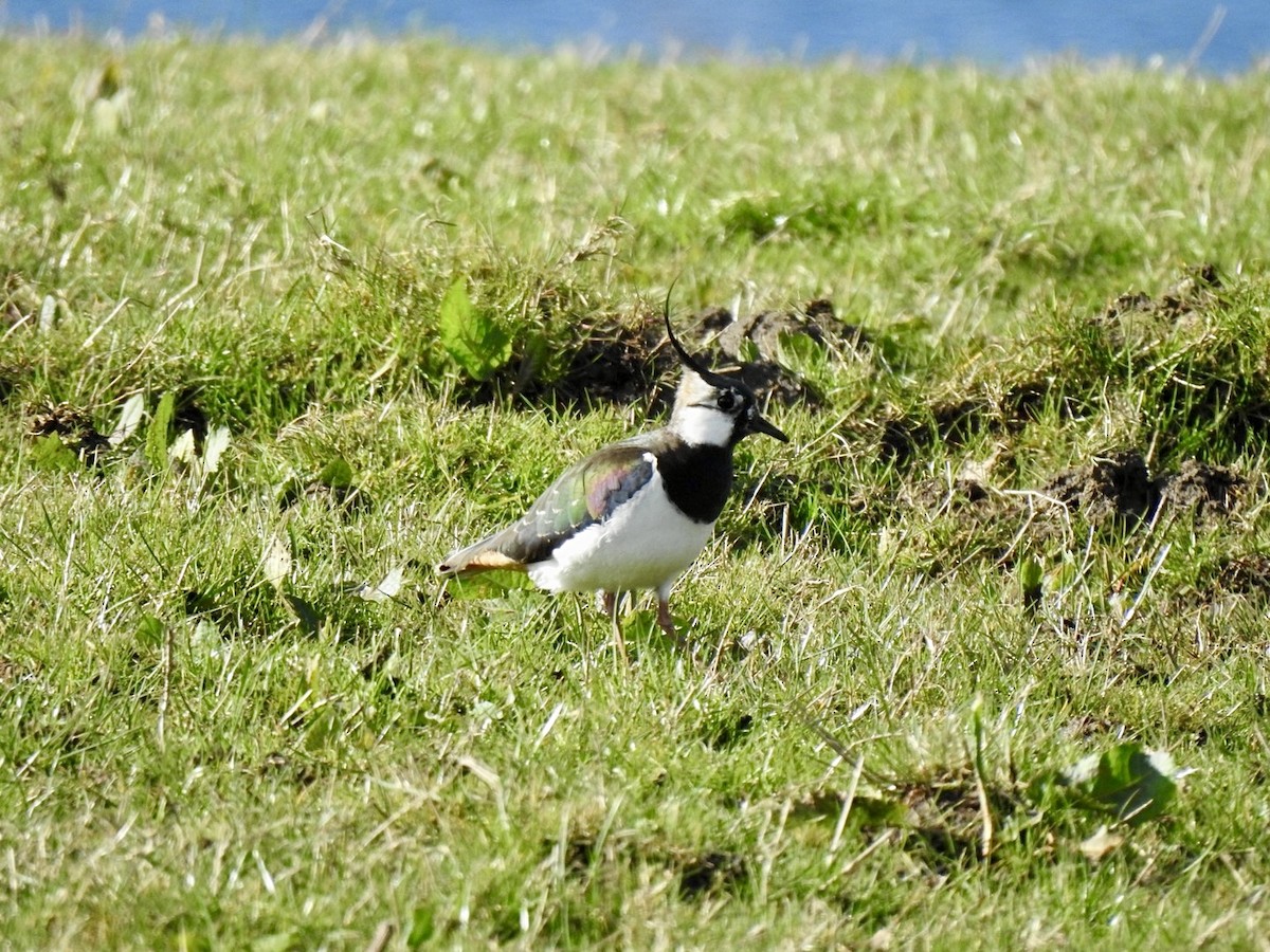 Northern Lapwing - ML616626890