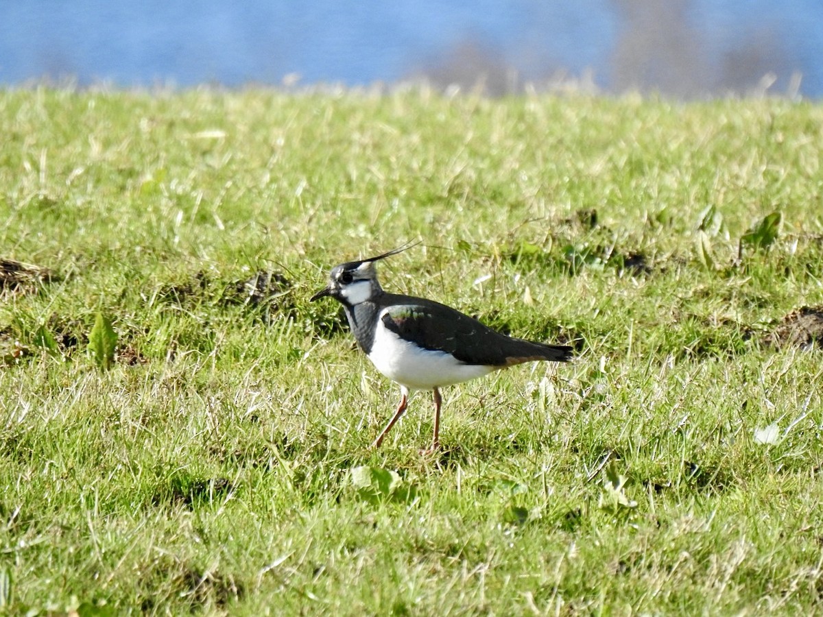 Northern Lapwing - ML616626893