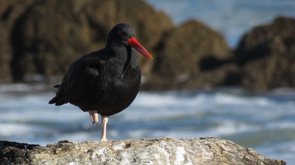 Blackish Oystercatcher - ML616626985