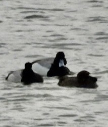 Greater/Lesser Scaup - Lois Rockhill