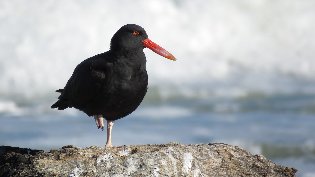 Blackish Oystercatcher - ML616626999