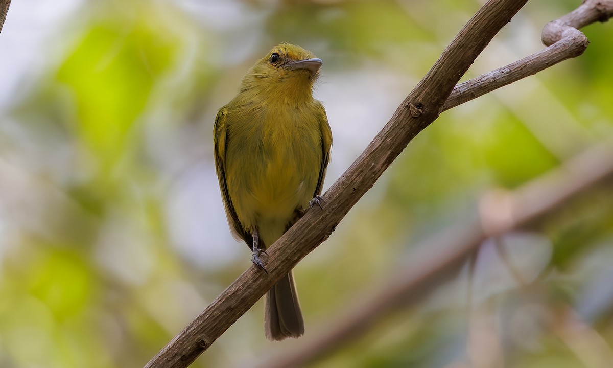 Yellow-olive Flatbill - ML616627009