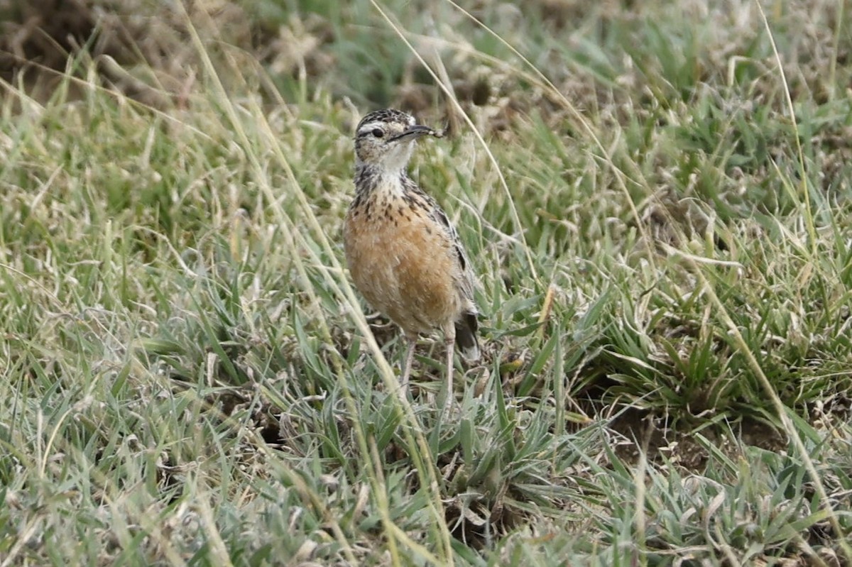 Spike-heeled Lark (Beesley's) - Dave Powell