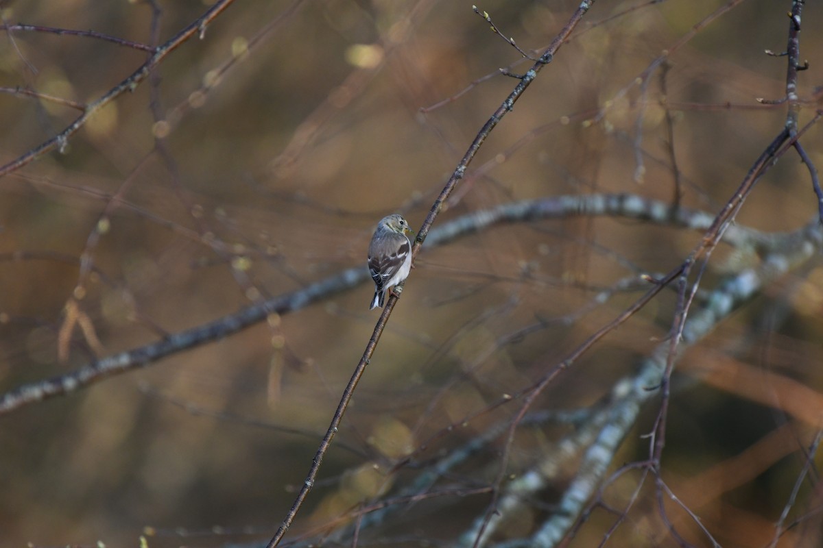 American Goldfinch - ML616627014