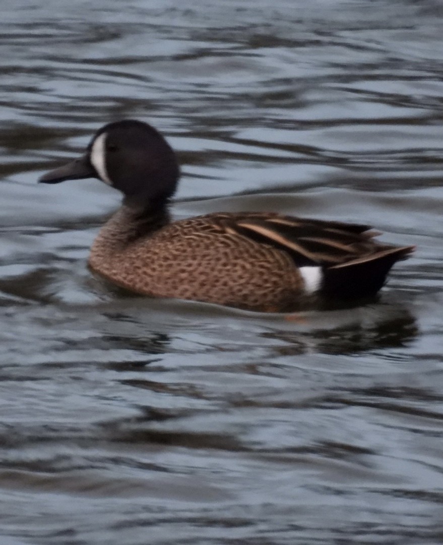 Blue-winged Teal - ML616627042