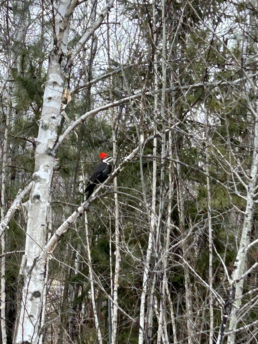 Pileated Woodpecker - Alice Oliver