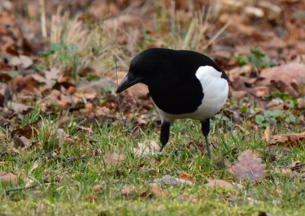 Eurasian Magpie - ML616627088