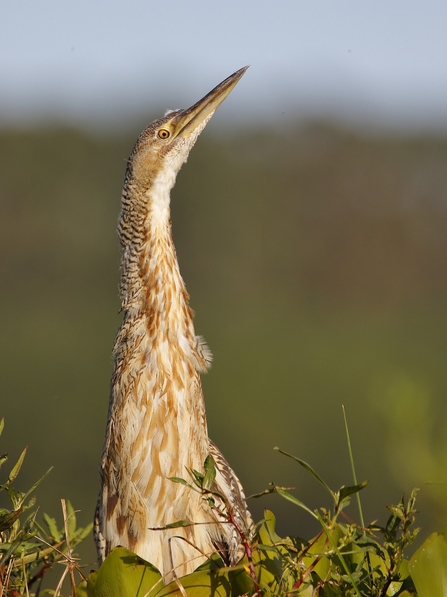 Pinnated Bittern - Jorge Chamorro