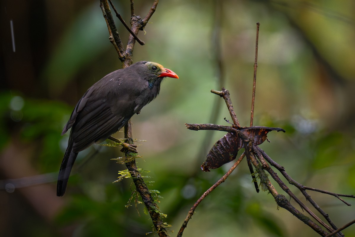 Bare-headed Laughingthrush - ML616627133
