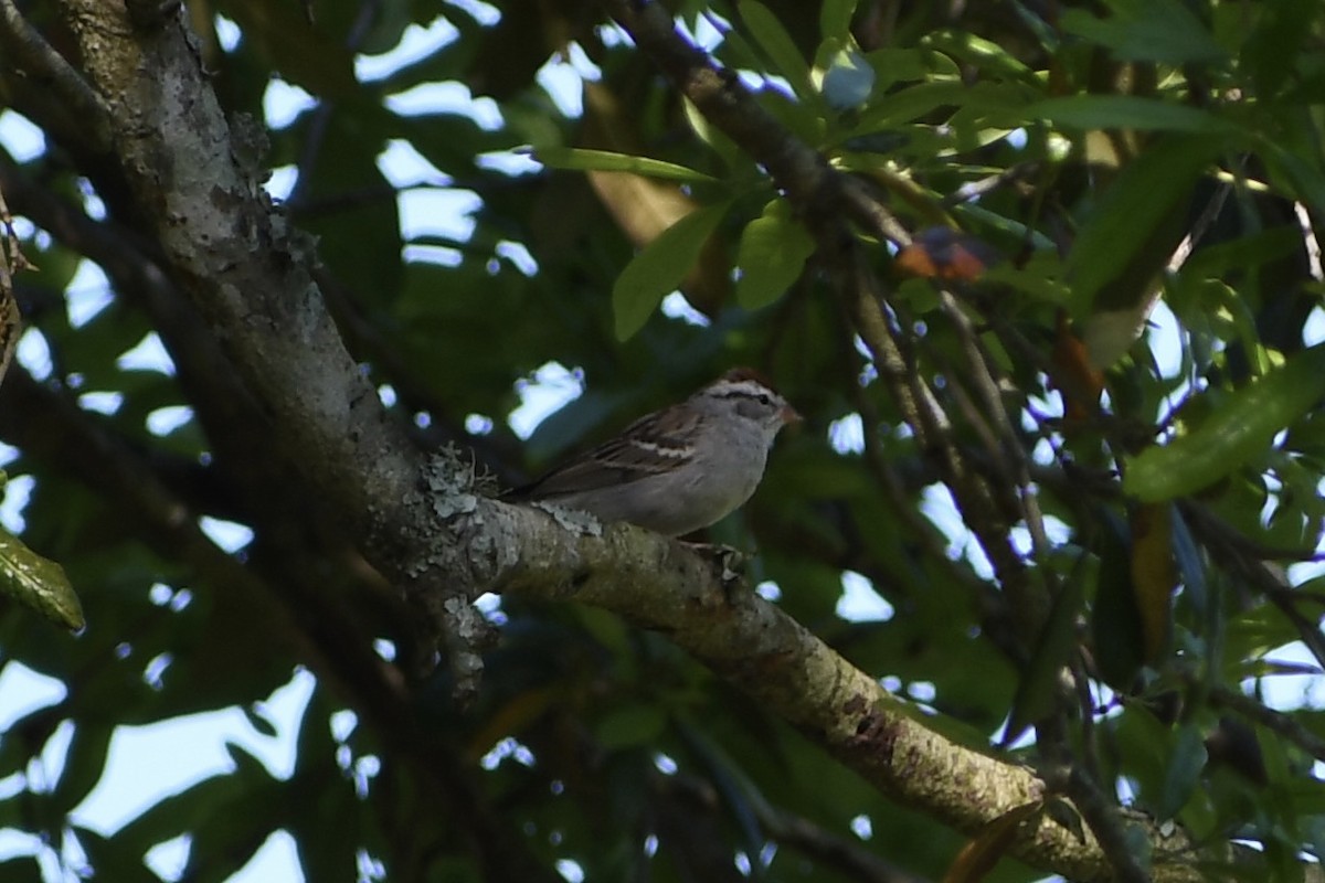 Chipping Sparrow - ML616627134