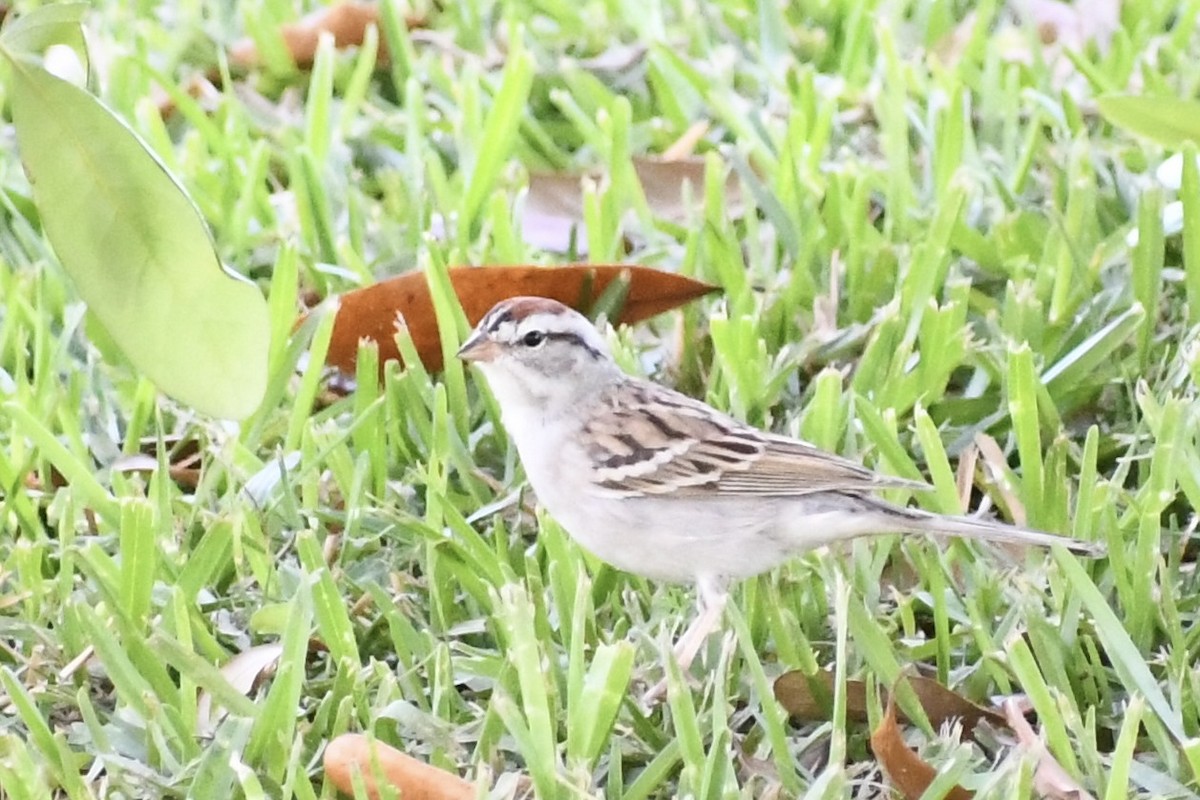 Chipping Sparrow - ML616627137