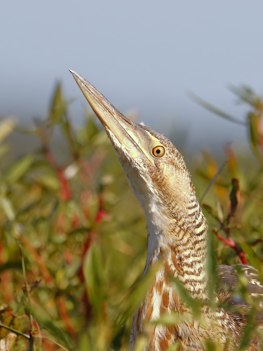 Pinnated Bittern - Jorge Chamorro