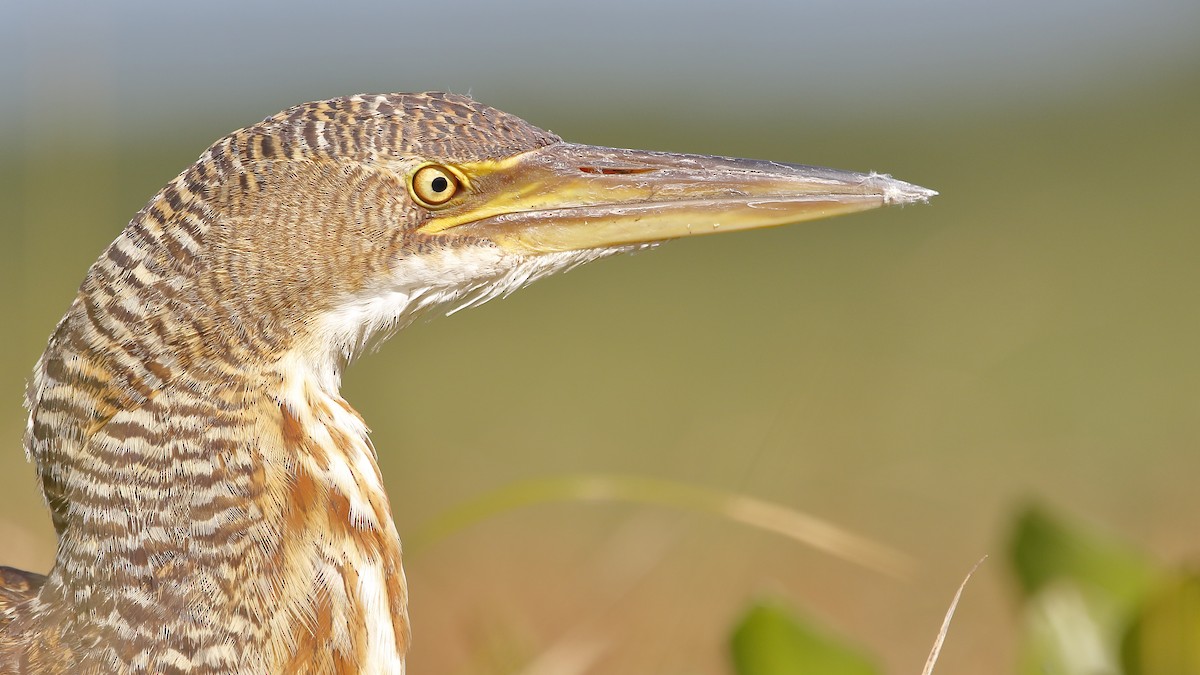 Pinnated Bittern - ML616627170