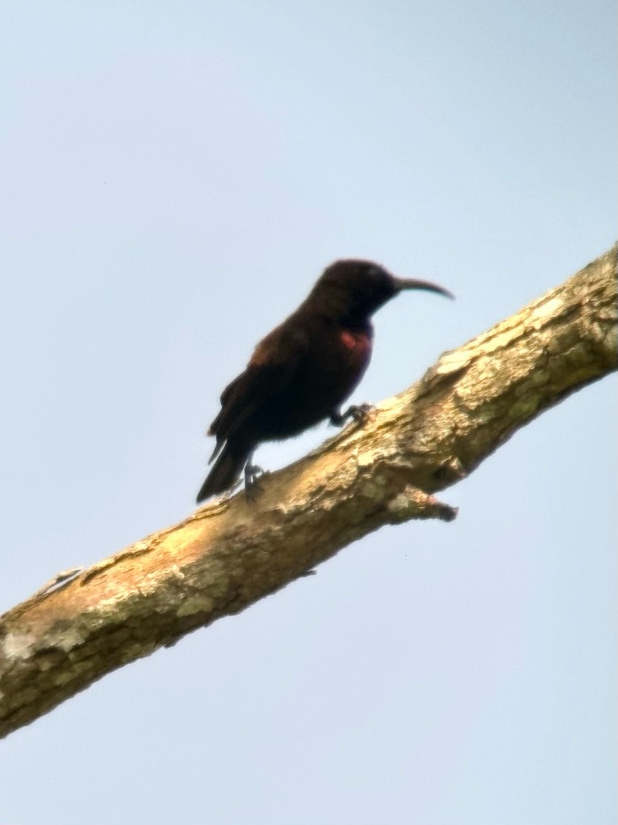 Copper Sunbird - Jeff Bouton