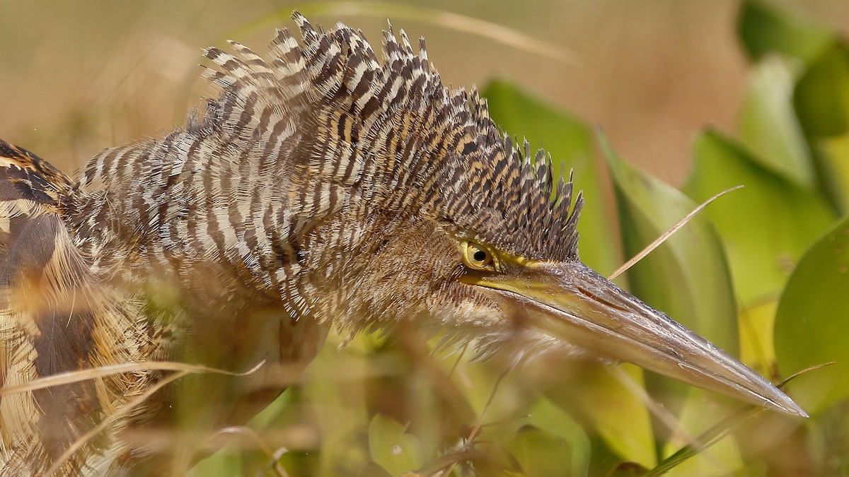 Pinnated Bittern - ML616627184