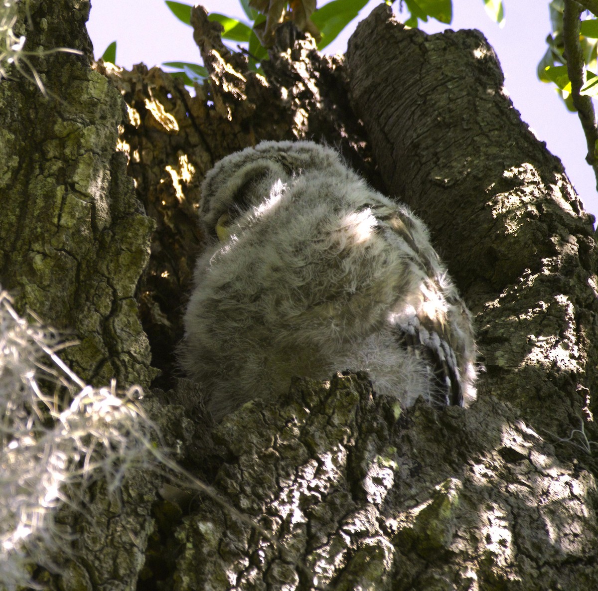 Barred Owl - ML616627187