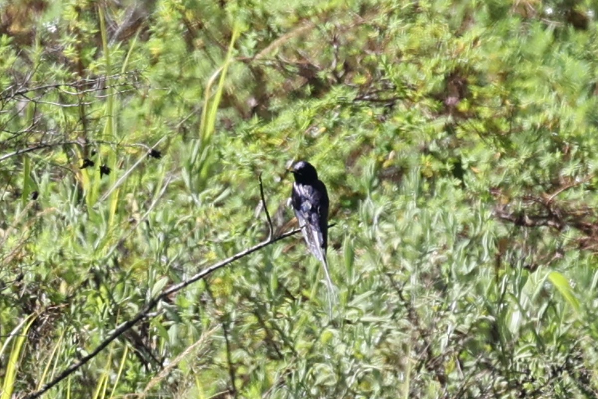 Montane Blue Swallow - ML616627199