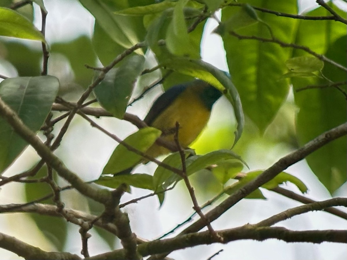 Collared Sunbird - Jeff Bouton