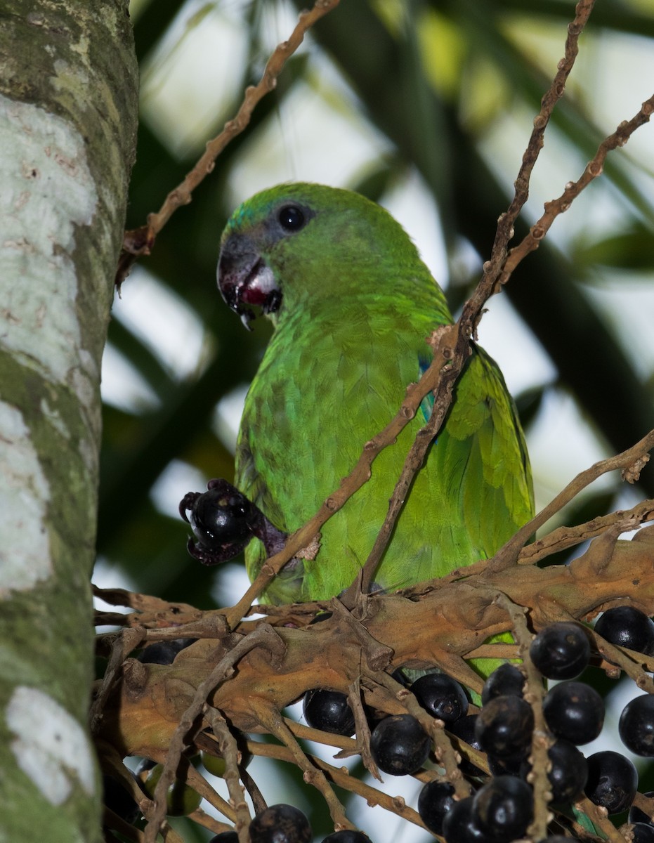 Pileated Parrot - ML616627221