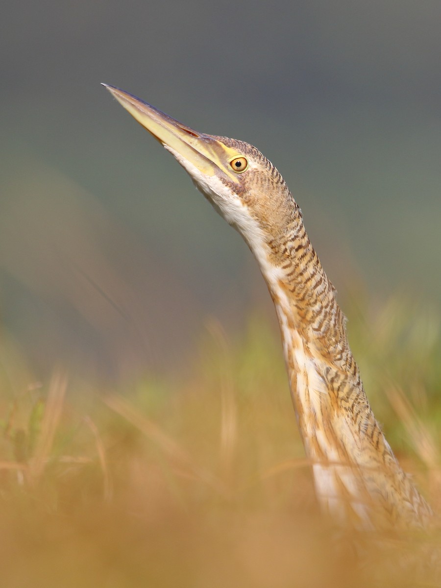 Pinnated Bittern - Jorge Chamorro