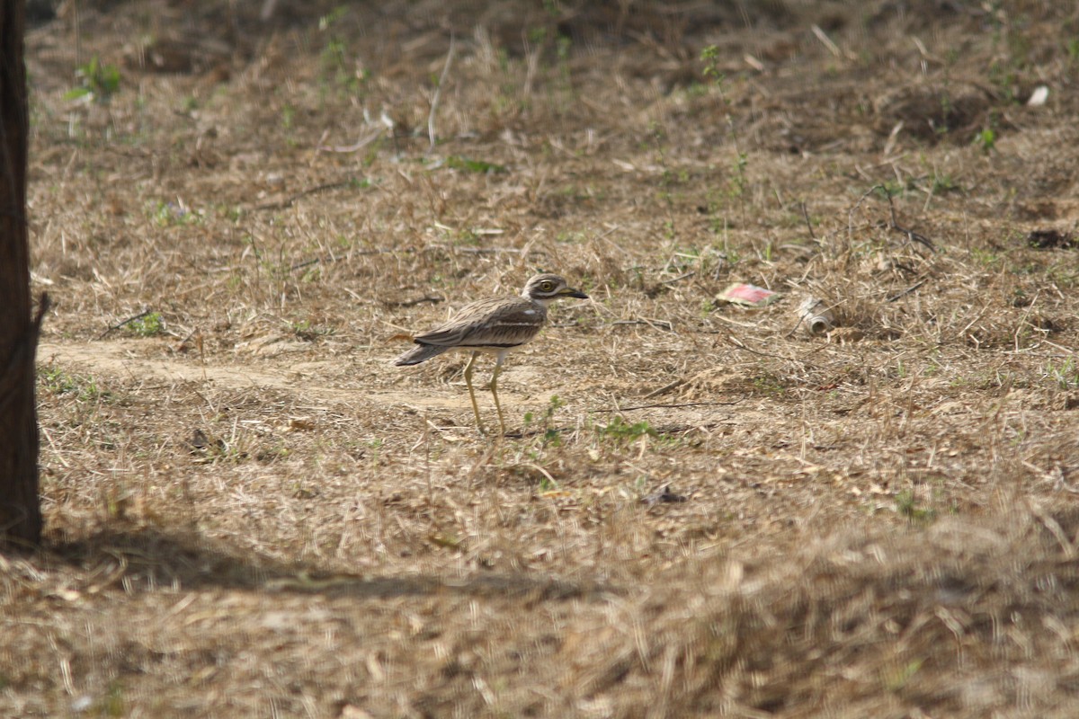 Indian Thick-knee - PANKAJ GUPTA