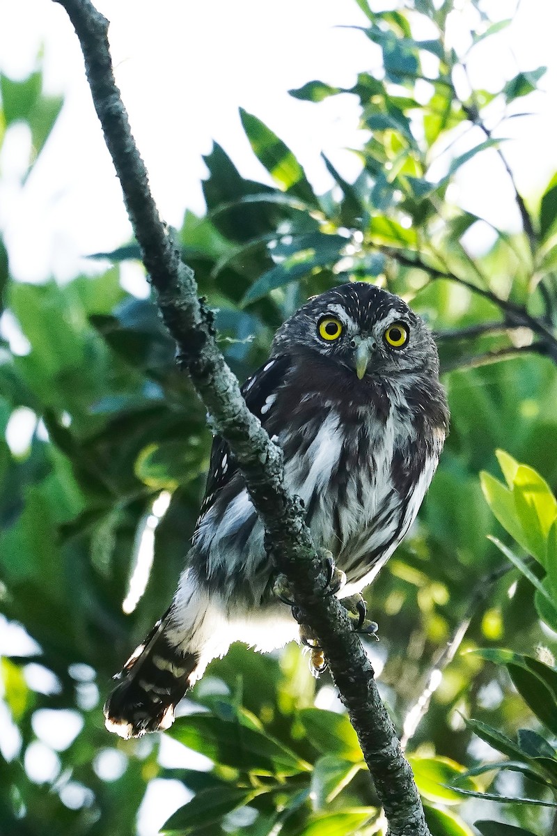 Ferruginous Pygmy-Owl - Gustavo Acerenza