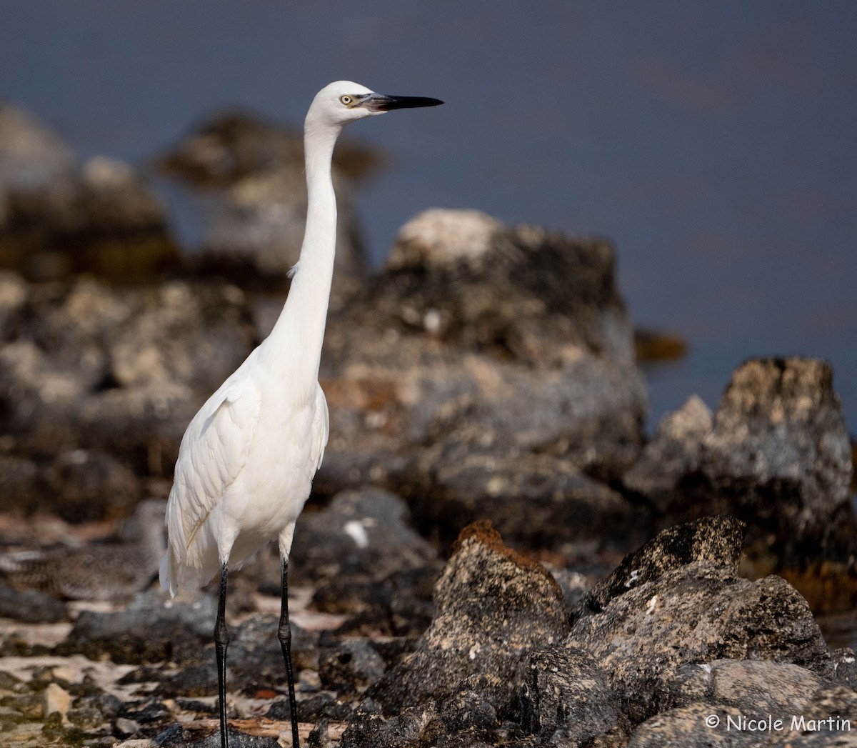 Aigrette roussâtre - ML616627355