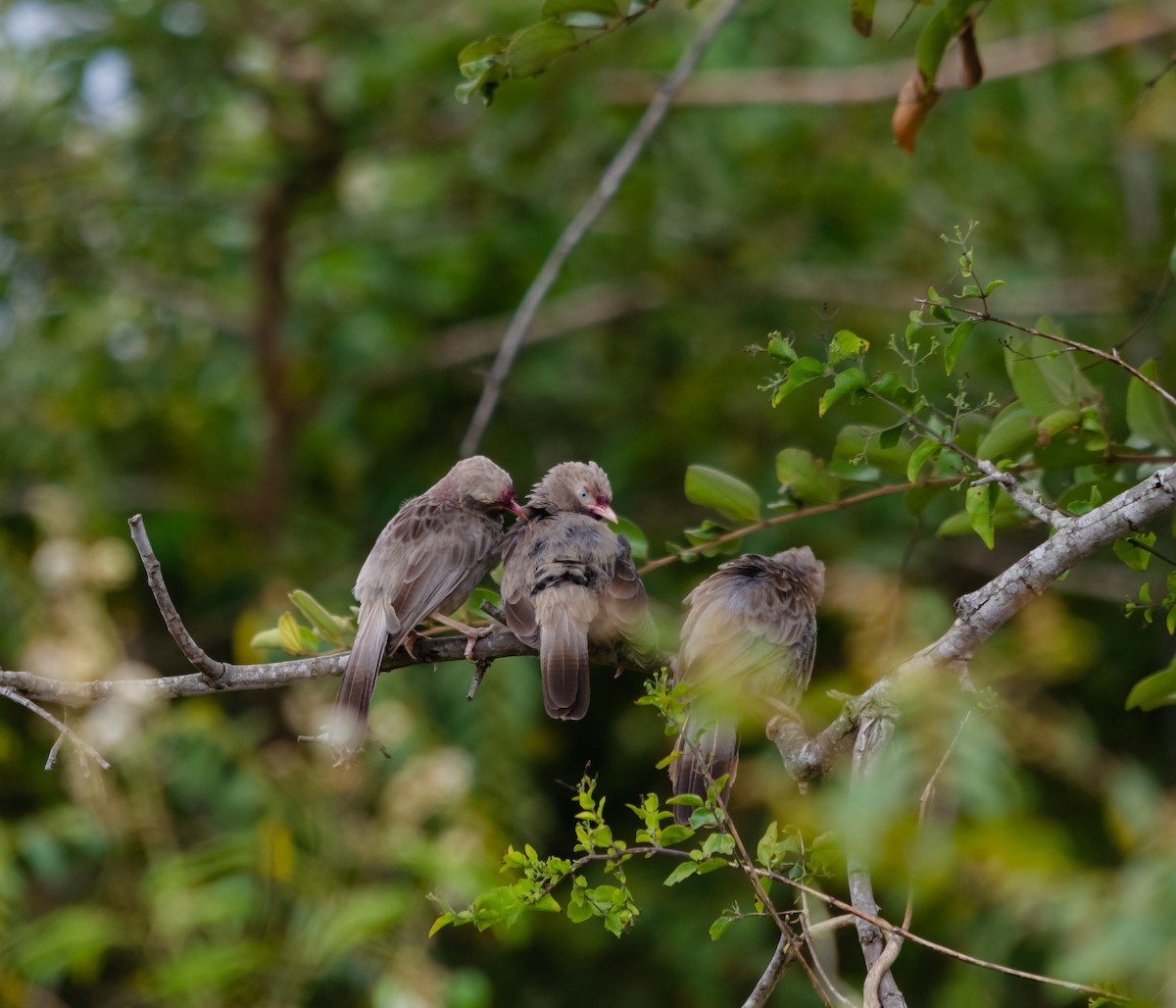 Jungle Babbler - ML616627372