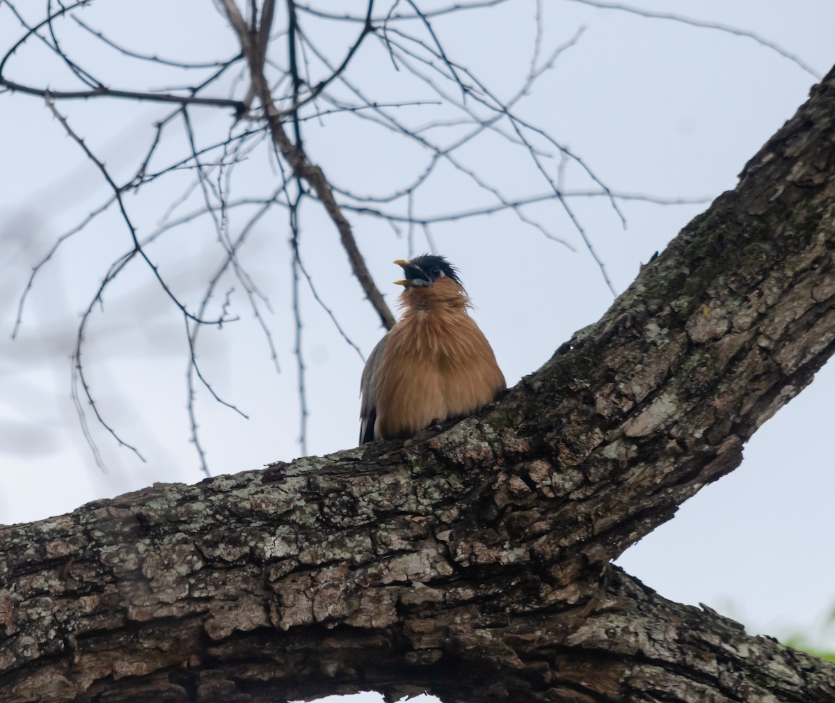 Brahminy Starling - ML616627379
