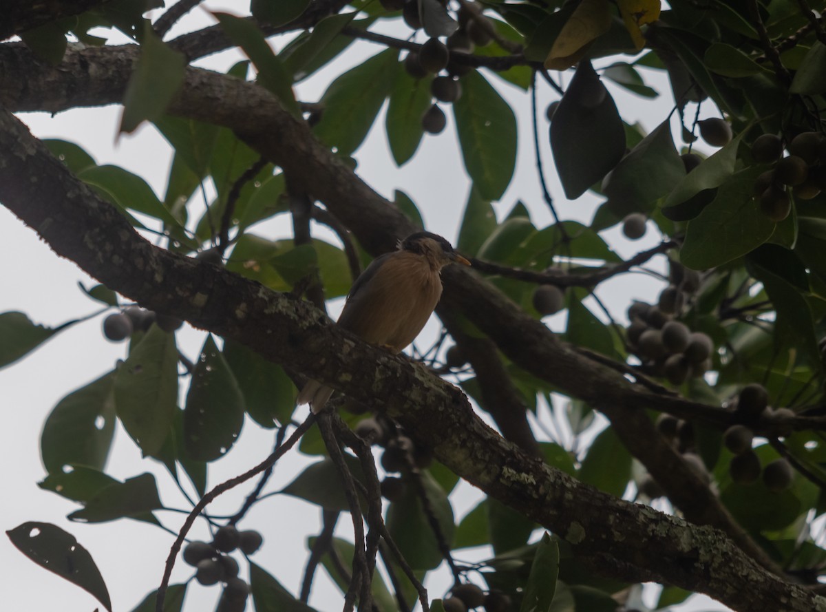 Brahminy Starling - ML616627380