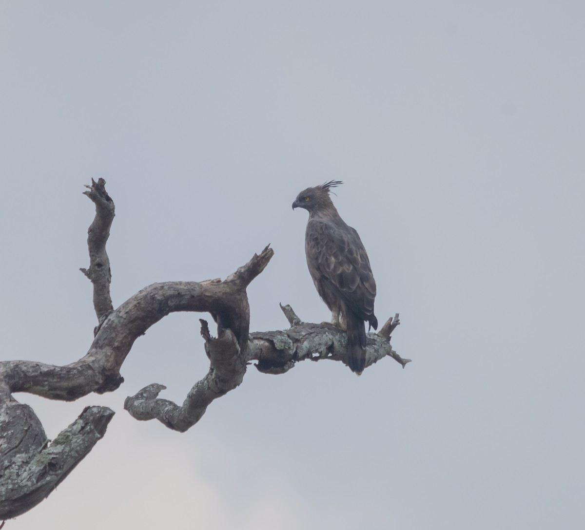 Águila Variable - ML616627386