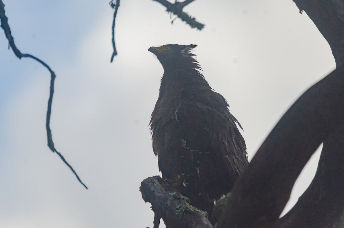 Crested Serpent-Eagle - ML616627387