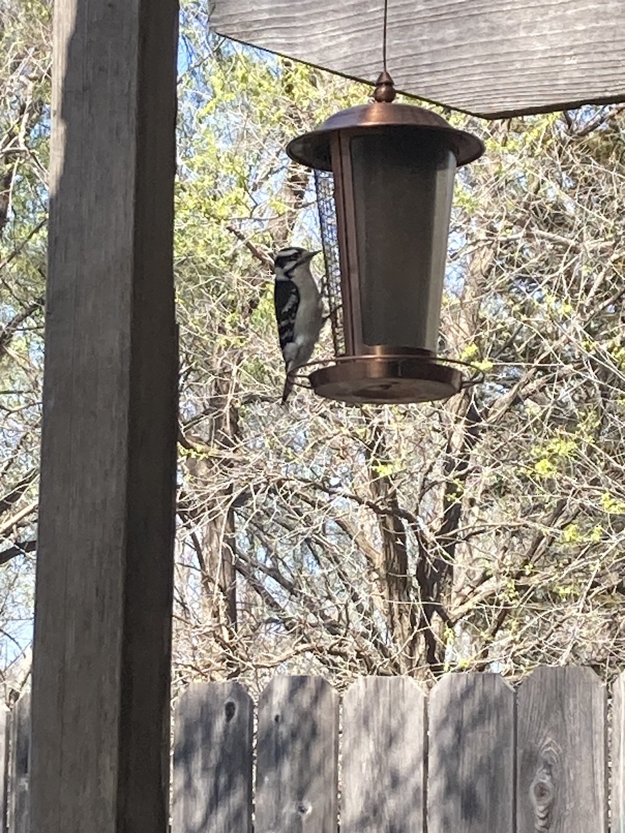 Downy Woodpecker - ML616627388