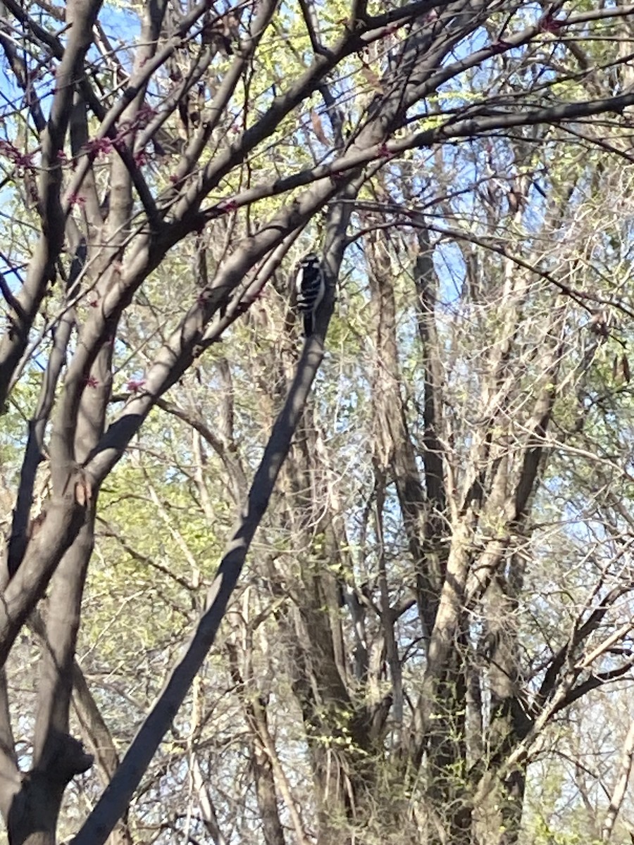 Downy Woodpecker - ML616627389