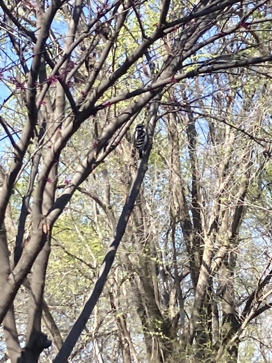 Downy Woodpecker - ML616627390