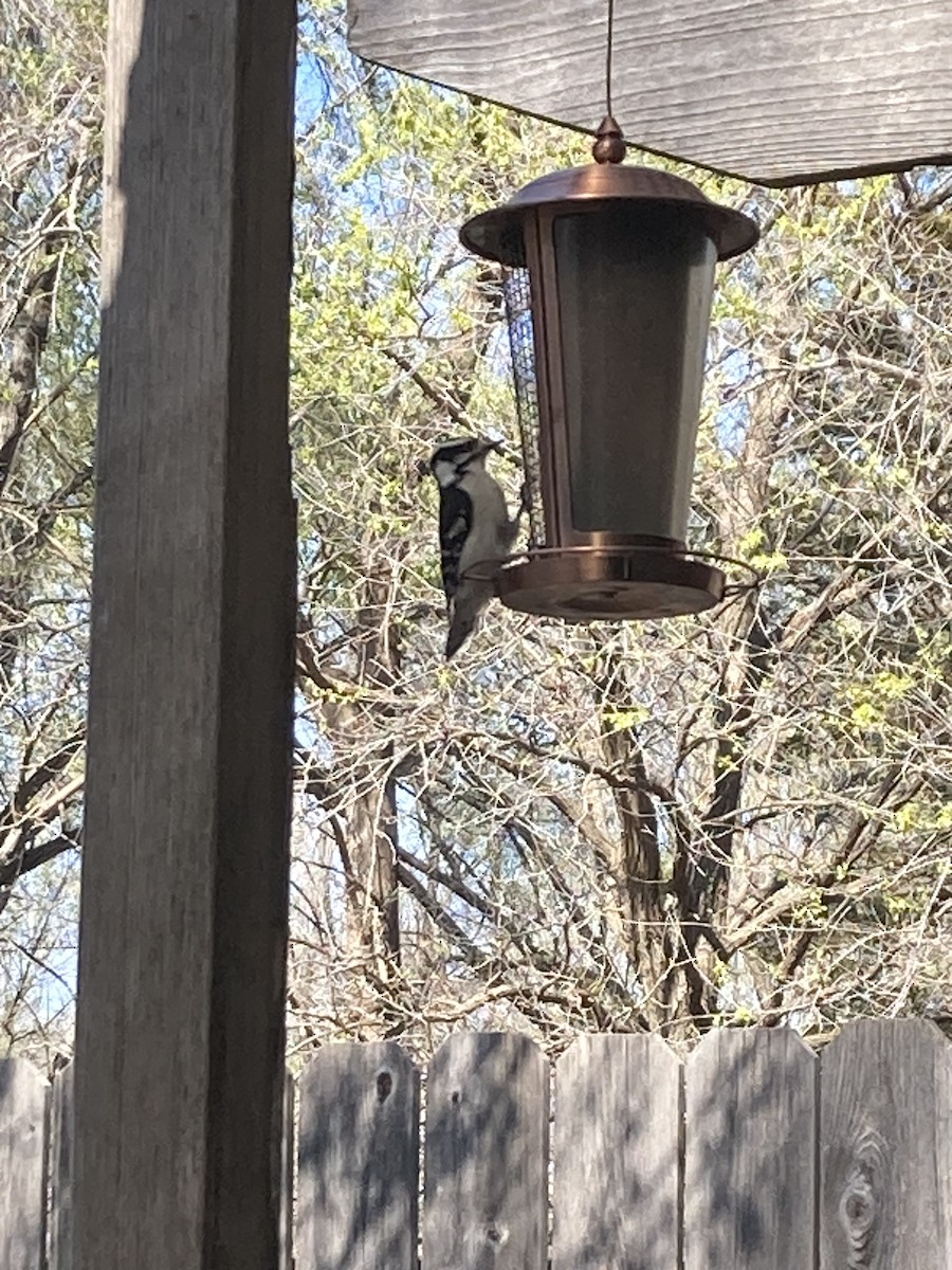 Downy Woodpecker - ML616627391